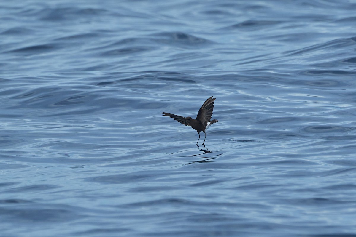 Wilson's Storm-Petrel - ML647012831