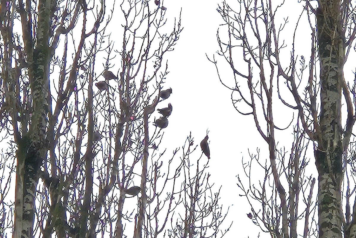 Bohemian Waxwing - ML647012833