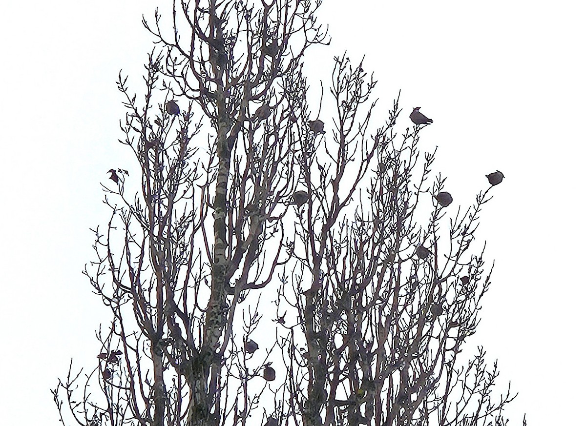 Bohemian Waxwing - ML647012834