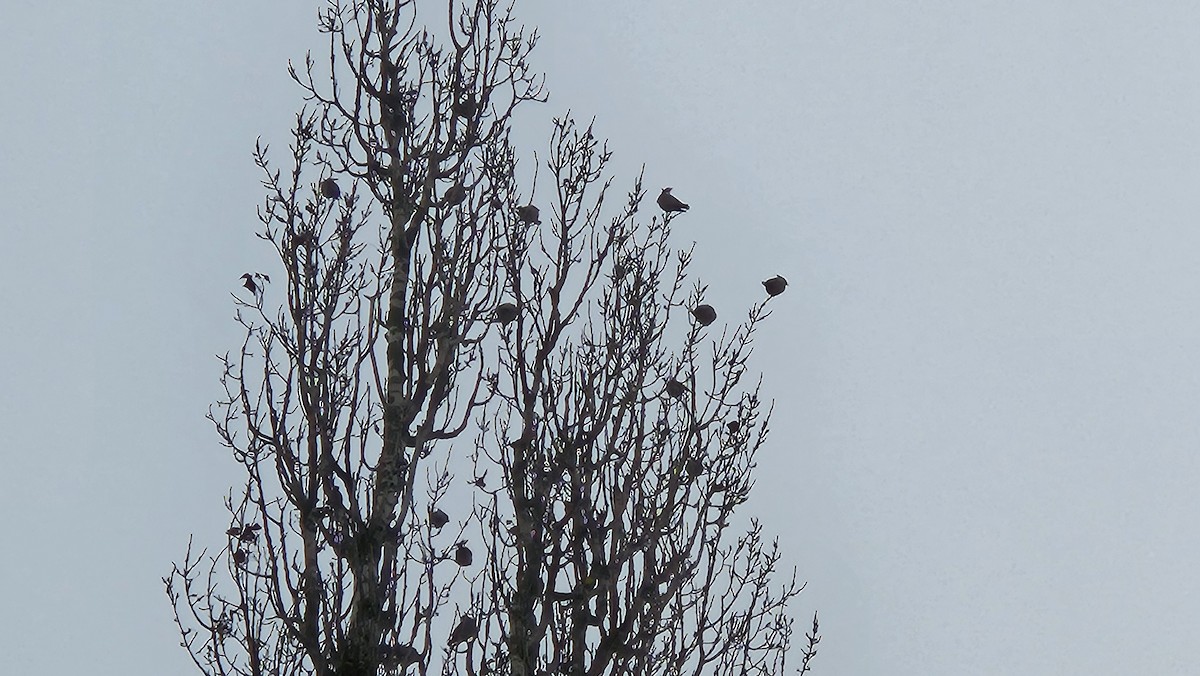 Bohemian Waxwing - ML647012835