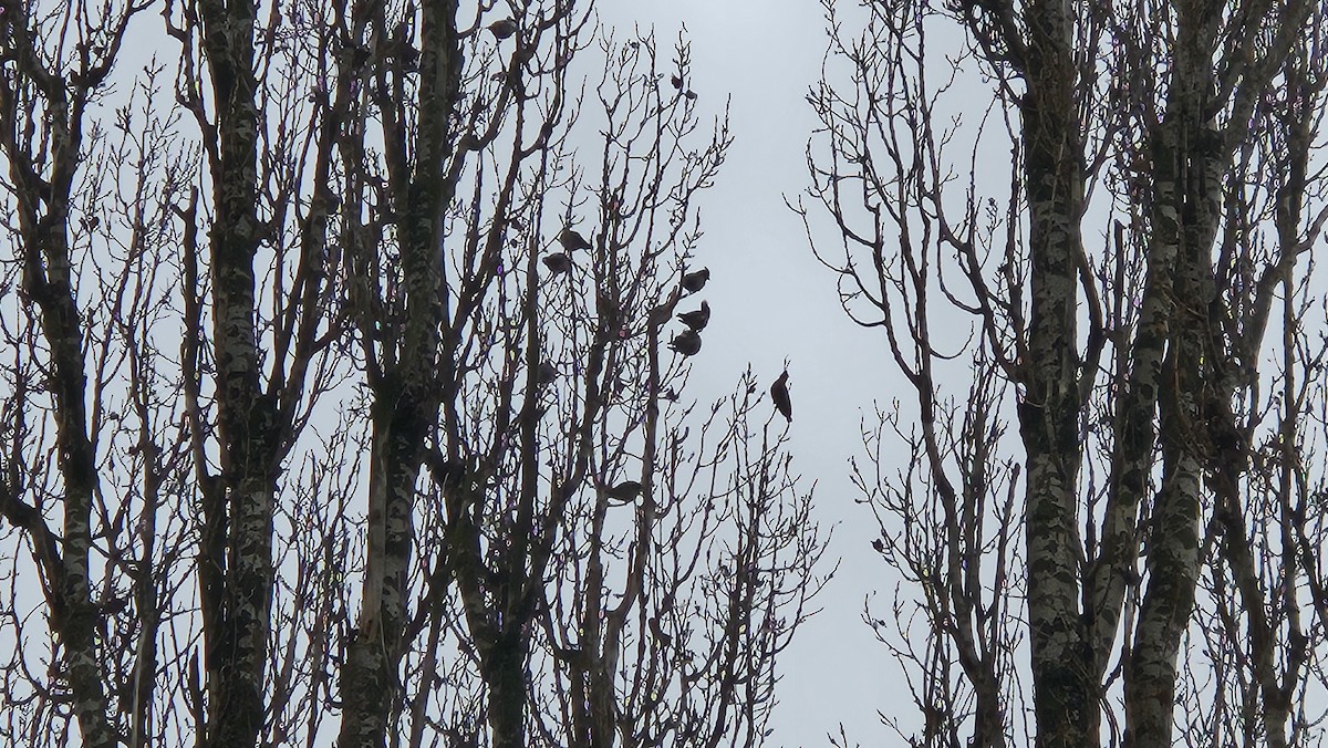 Bohemian Waxwing - ML647012836