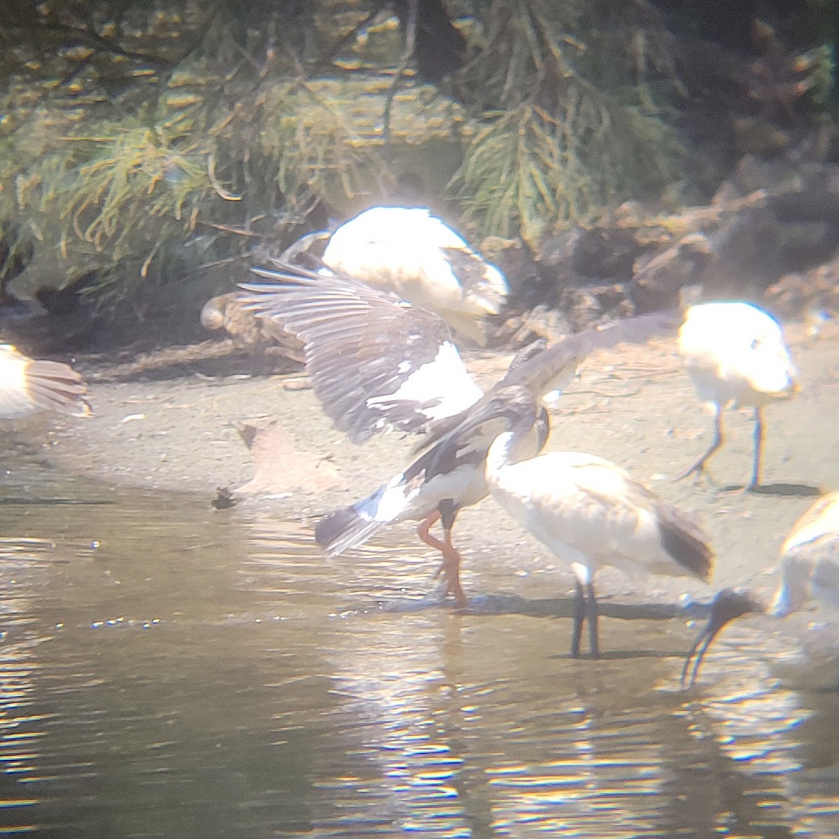 Magpie Goose - ML647012837