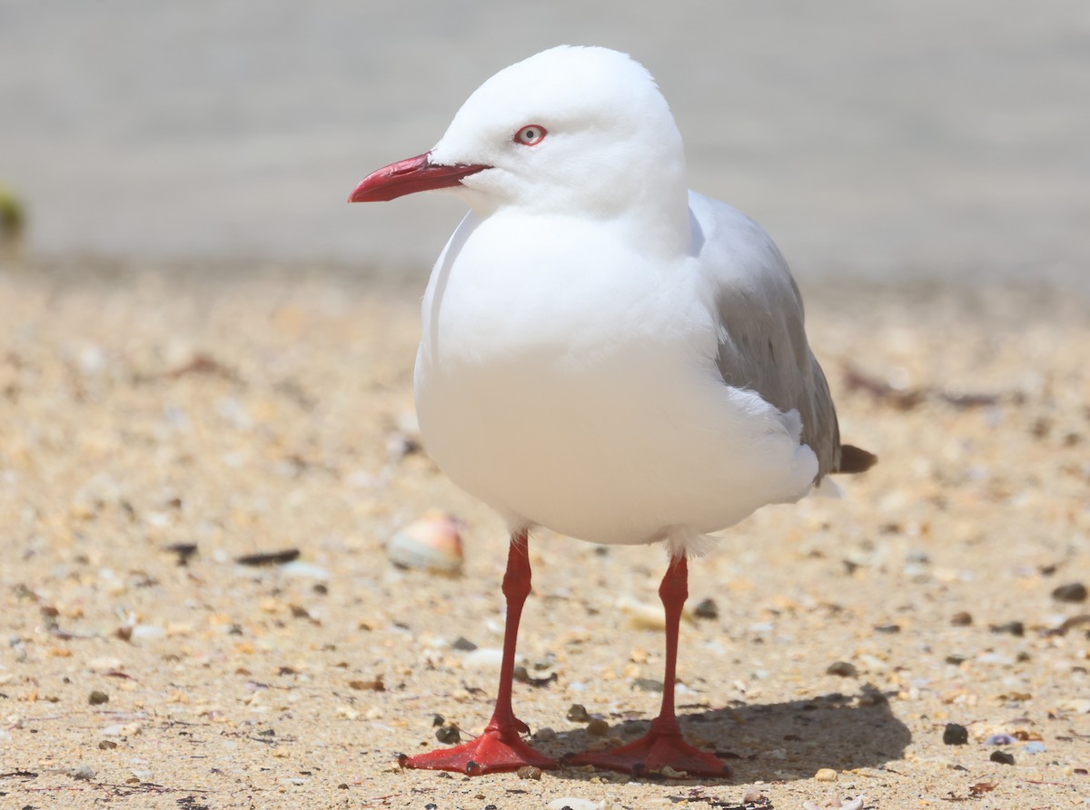 Silver Gull - ML647012838