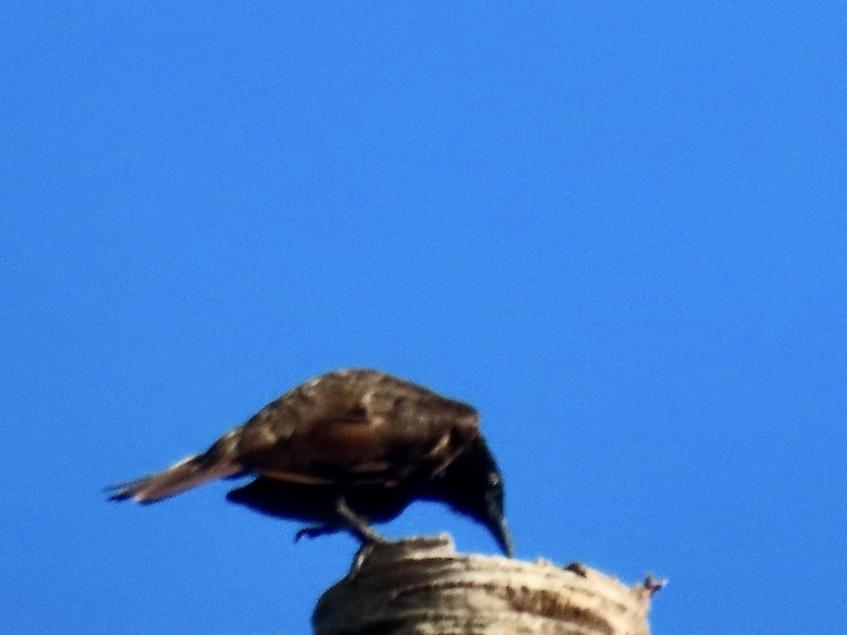 Samoan Starling - ML647012839