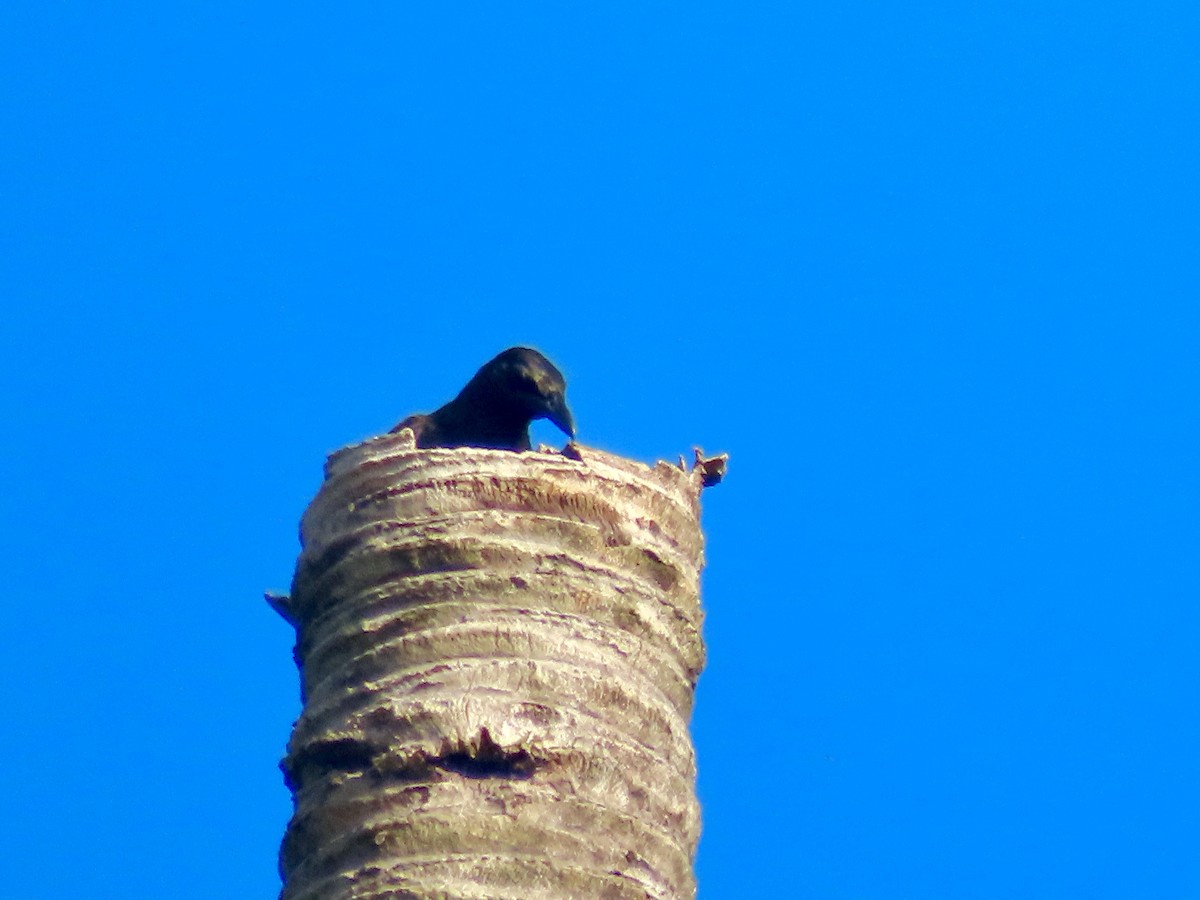 Samoan Starling - ML647012840