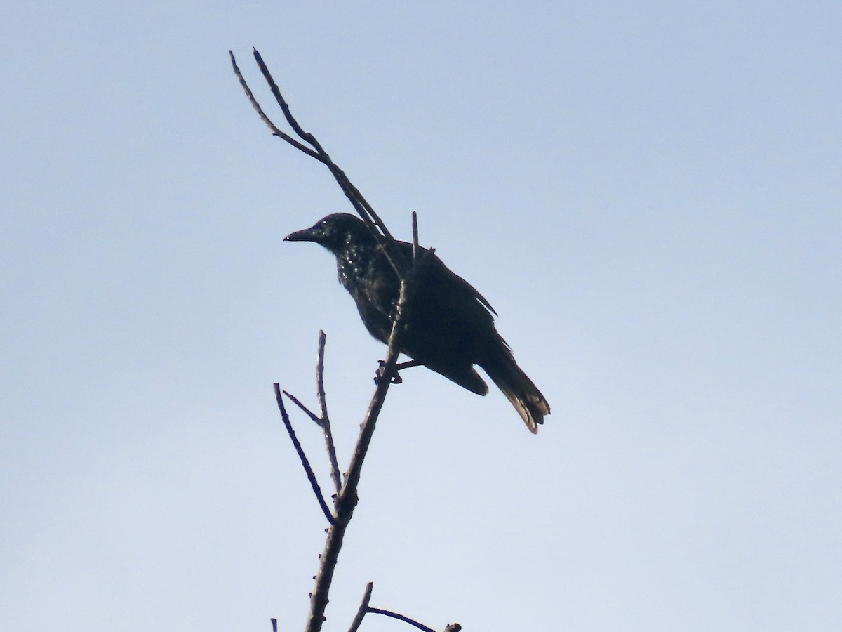 Samoan Starling - ML647012841