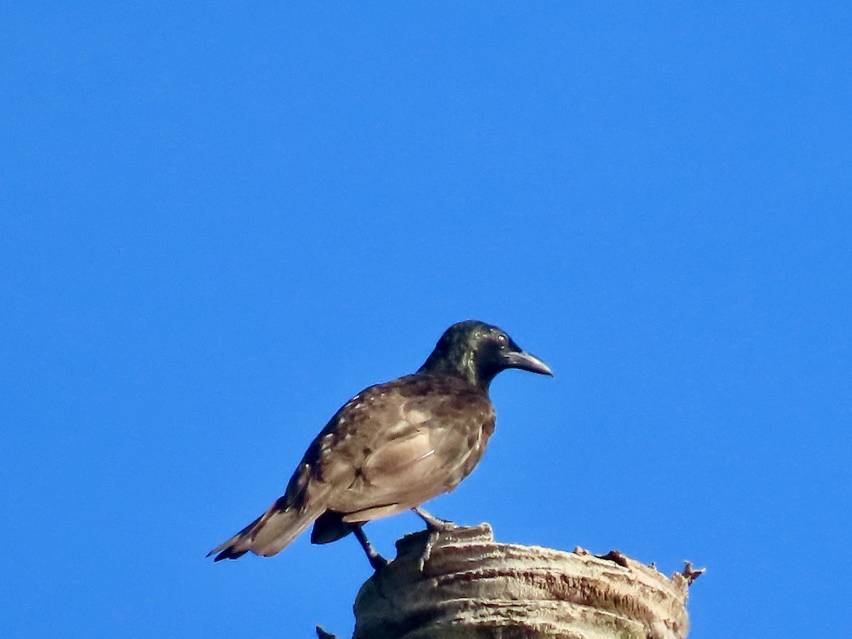 Samoan Starling - ML647012842