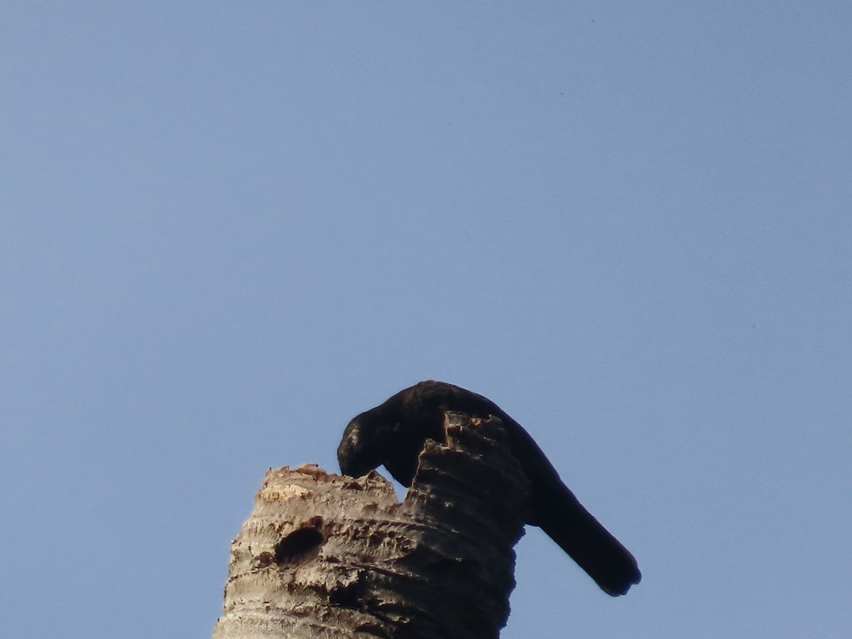 Samoan Starling - ML647012843