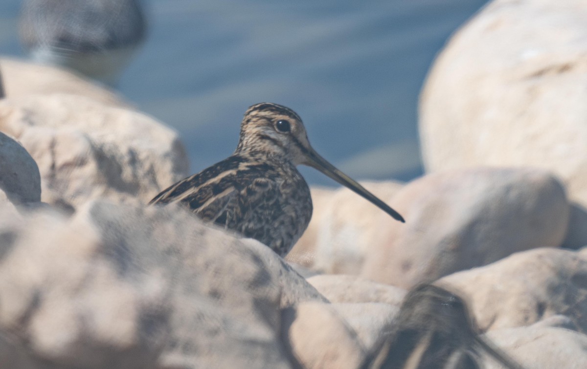 ハリオシギ - ML647012845