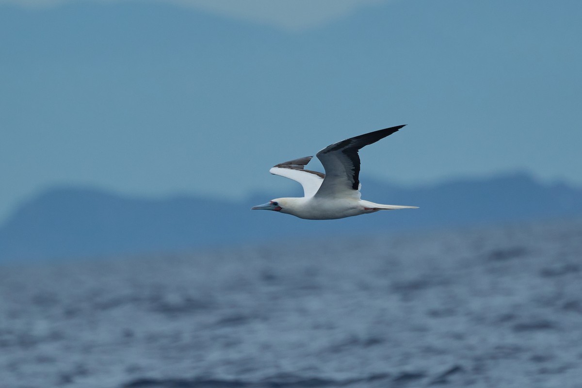 Fou à pieds rouges - ML647012848