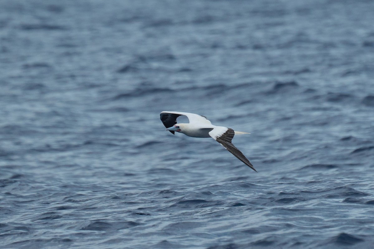 Fou à pieds rouges - ML647012849