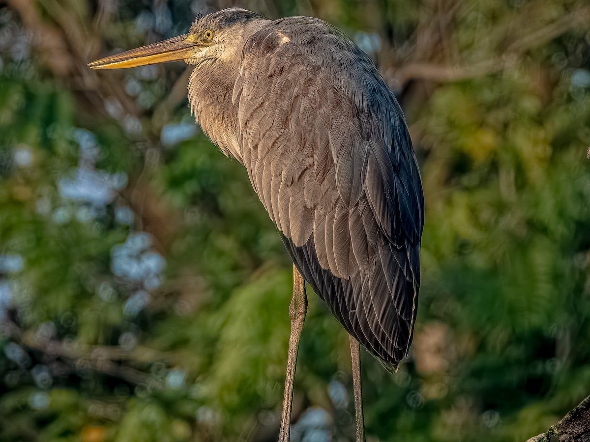 Gray Heron - ML647012853