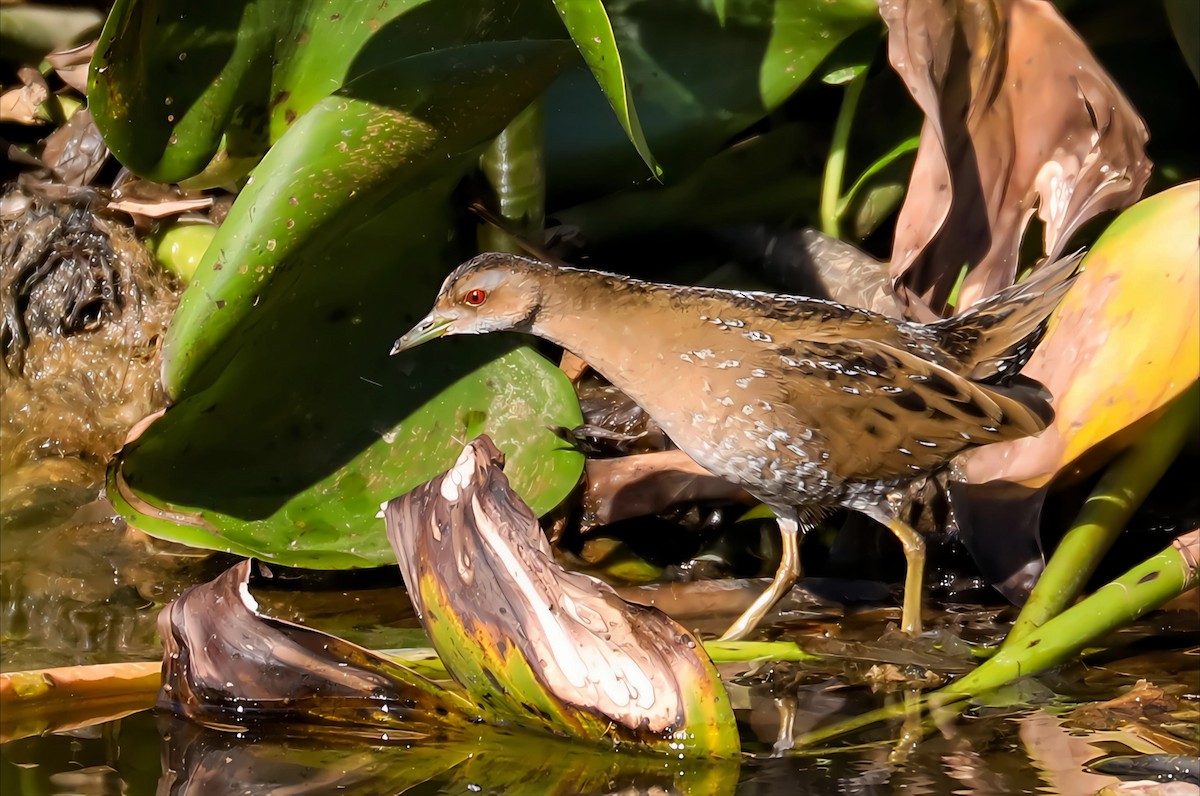 chřástal nejmenší - ML647012857