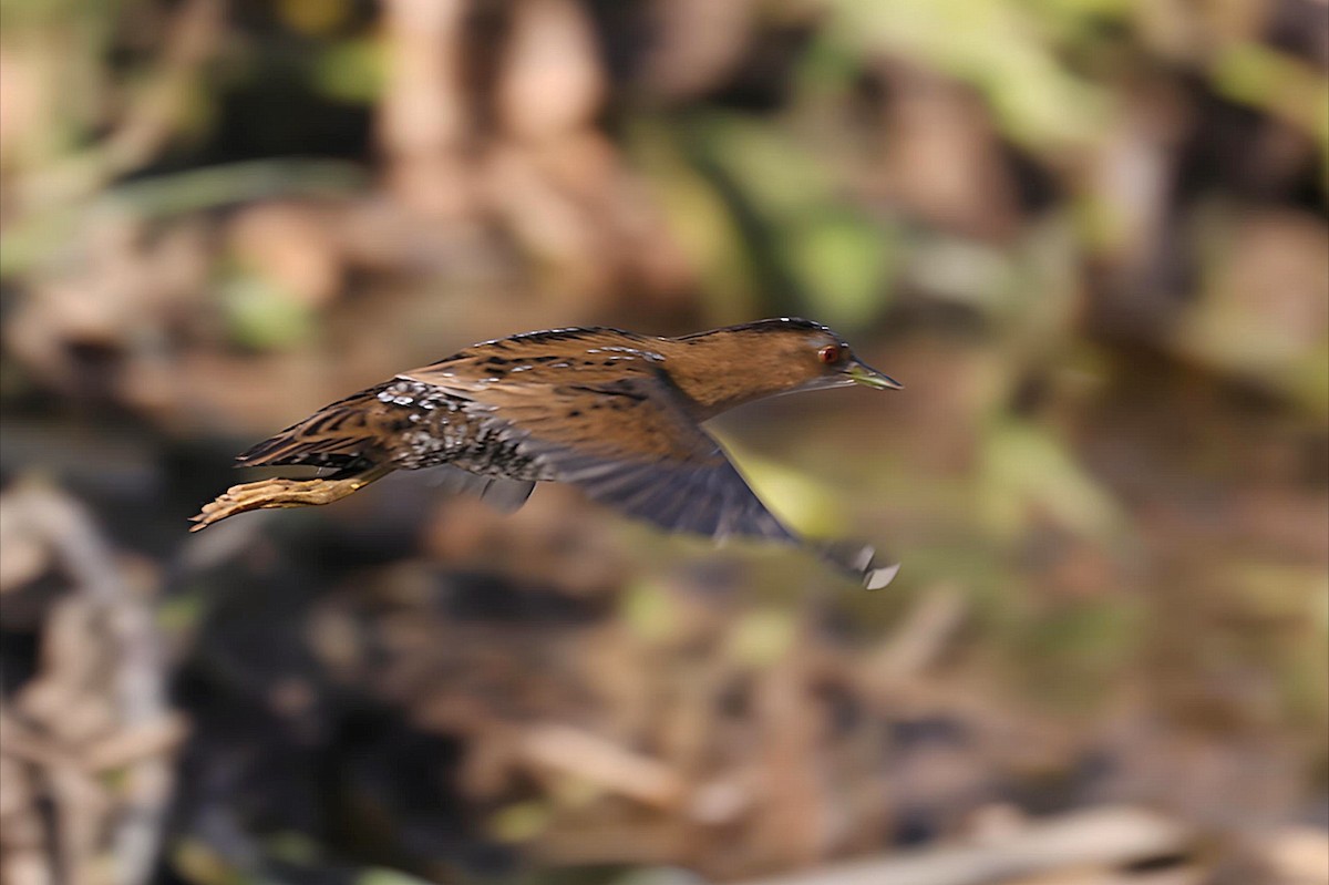 chřástal nejmenší - ML647012858