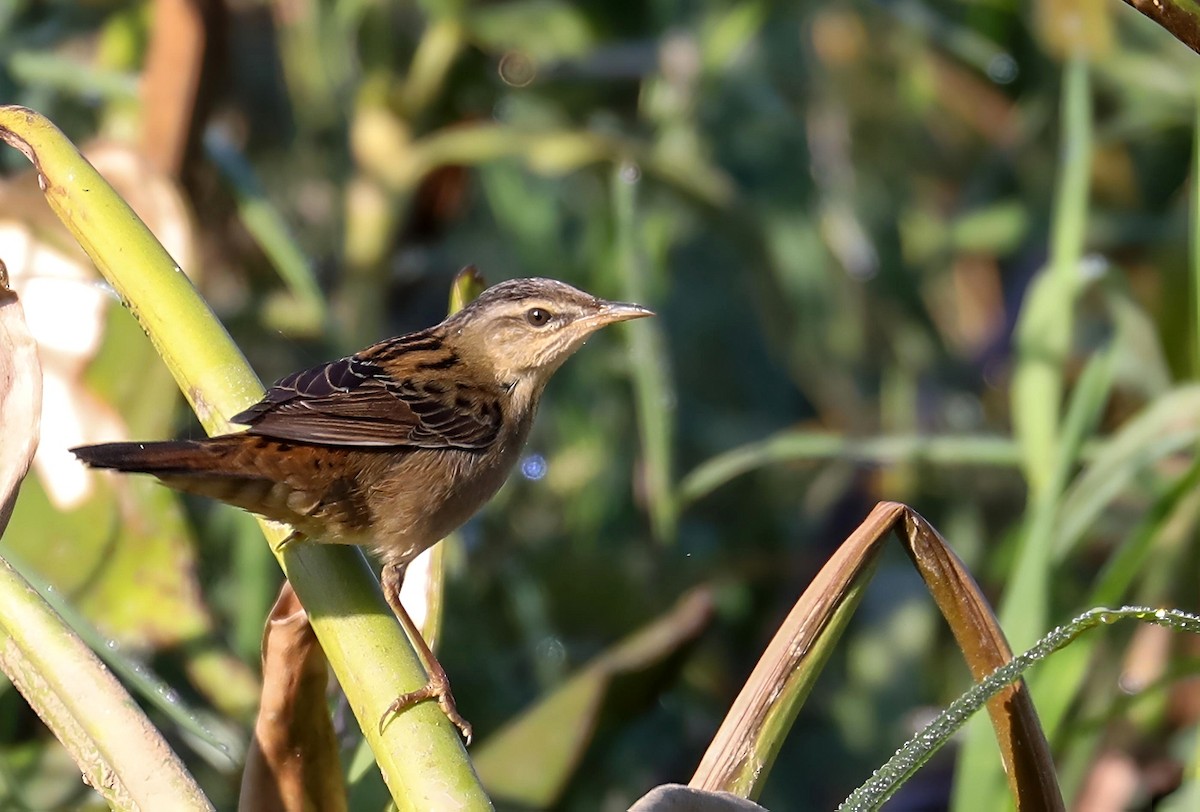 cvrčilka pruhovaná - ML647012869