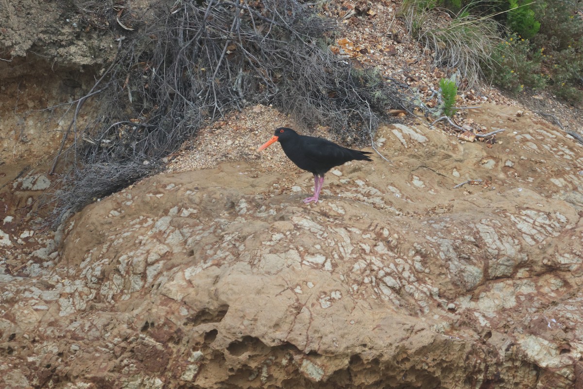 Variable Oystercatcher - ML647012872