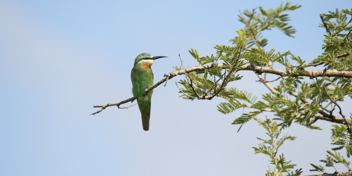 vlha modrolící - ML647012876