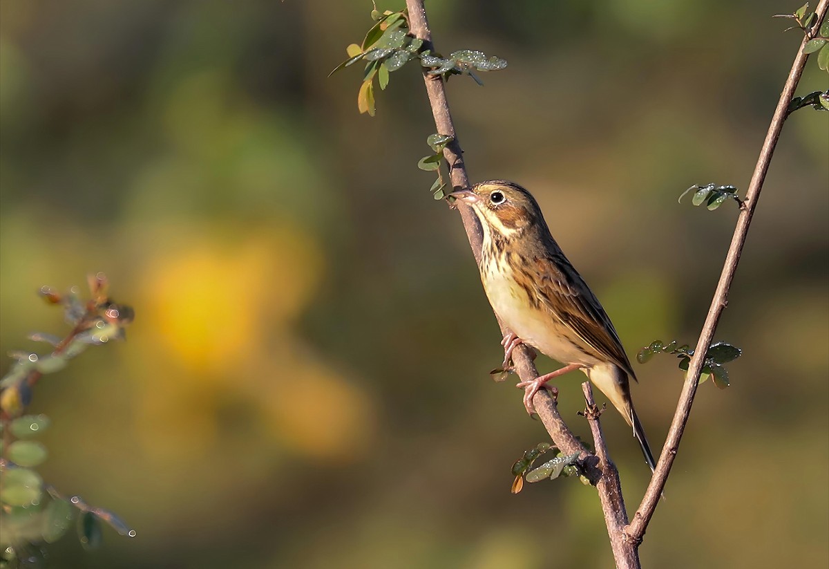 strnad hnědolící - ML647012877