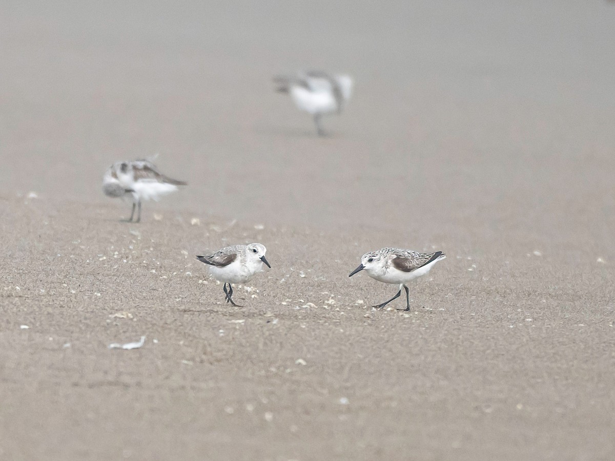 Песчанка - ML647012884