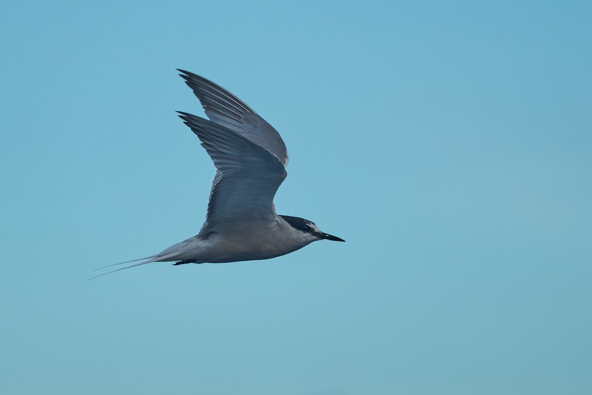 Aleutian Tern - ML647012898