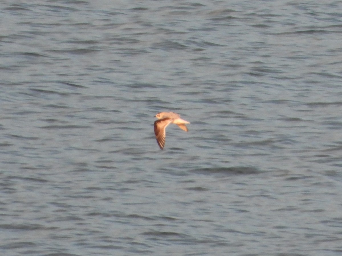 Малая чайка - ML647012899