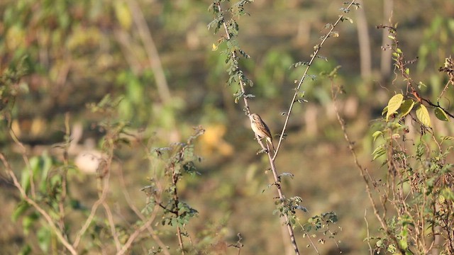 strnad hnědolící - ML647012905