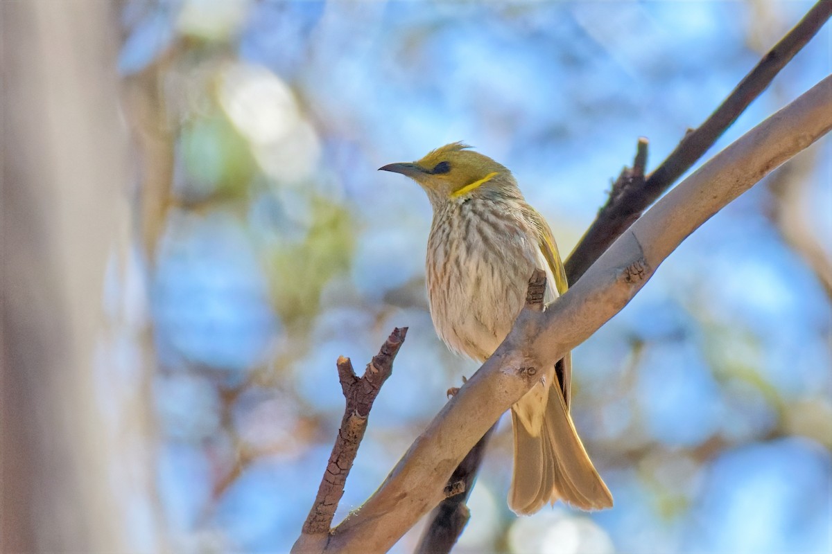 Кольчатый медосос - ML647012907