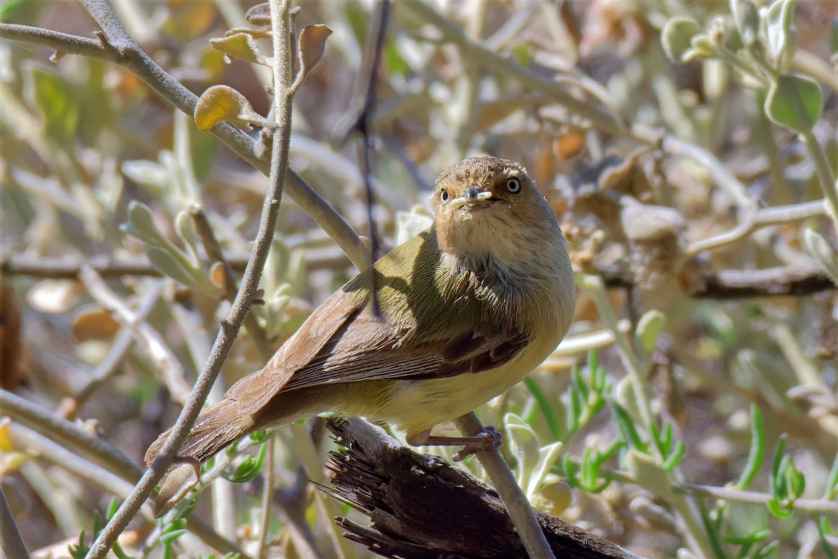 stumpnebb - ML647012908