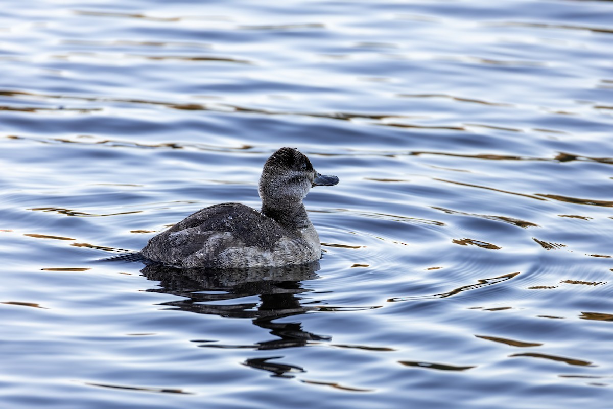 Ruddy Duck - ML647012919