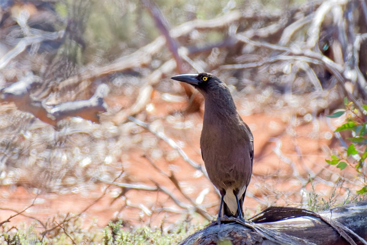 Gray Currawong - ML647012922