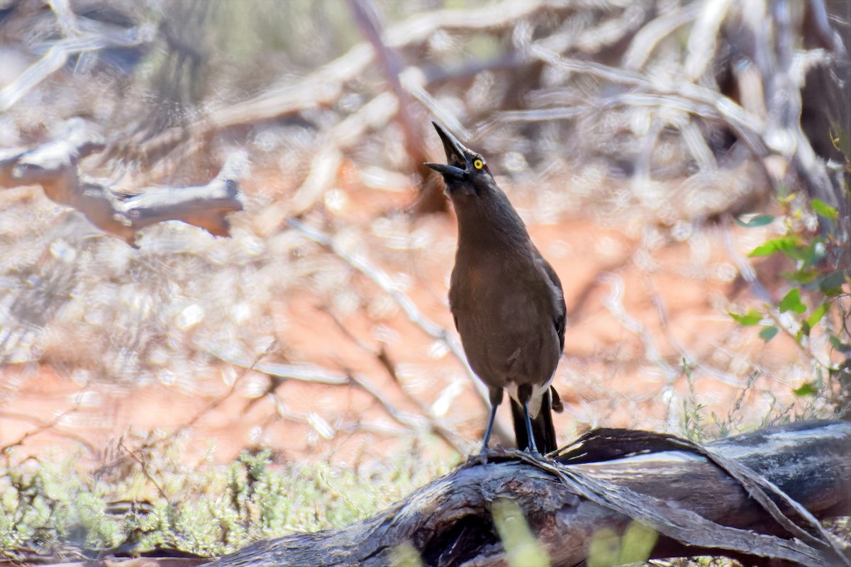 Gray Currawong - ML647012923