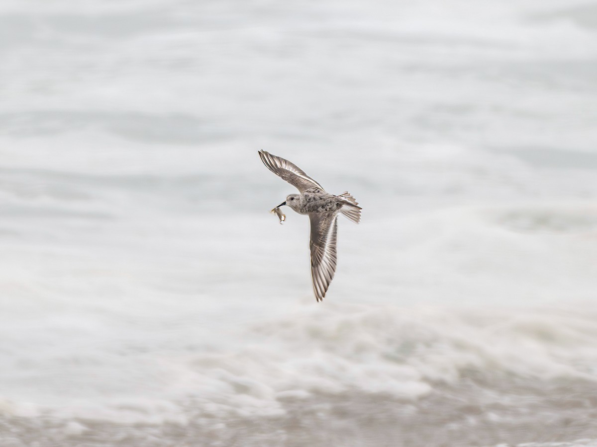 Песчанка - ML647012928