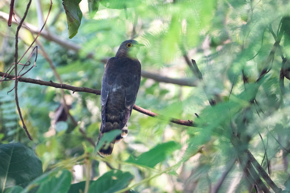Common Hawk-Cuckoo - ML647012931