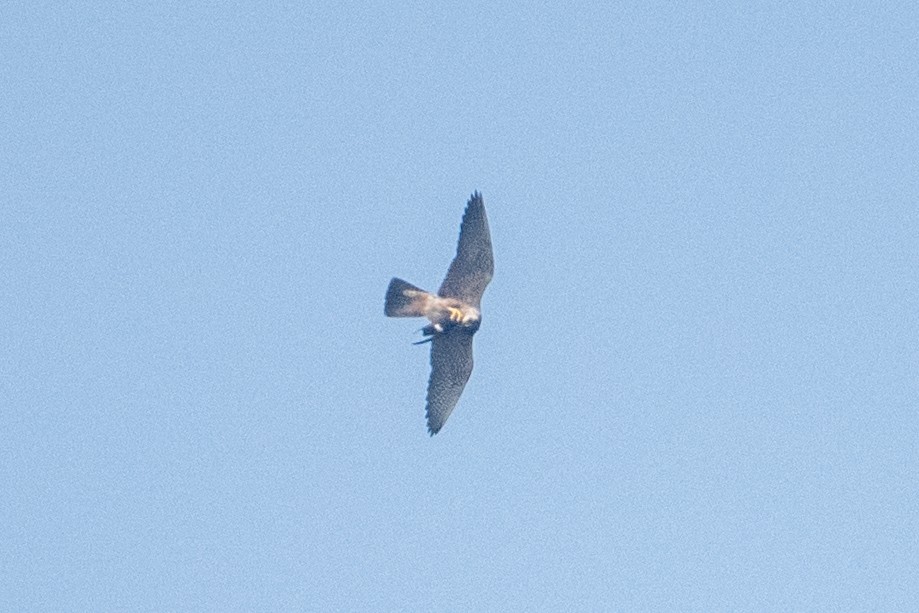 sokol stěhovavý - ML647012933