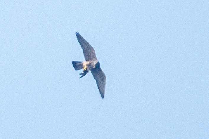 sokol stěhovavý - ML647012934