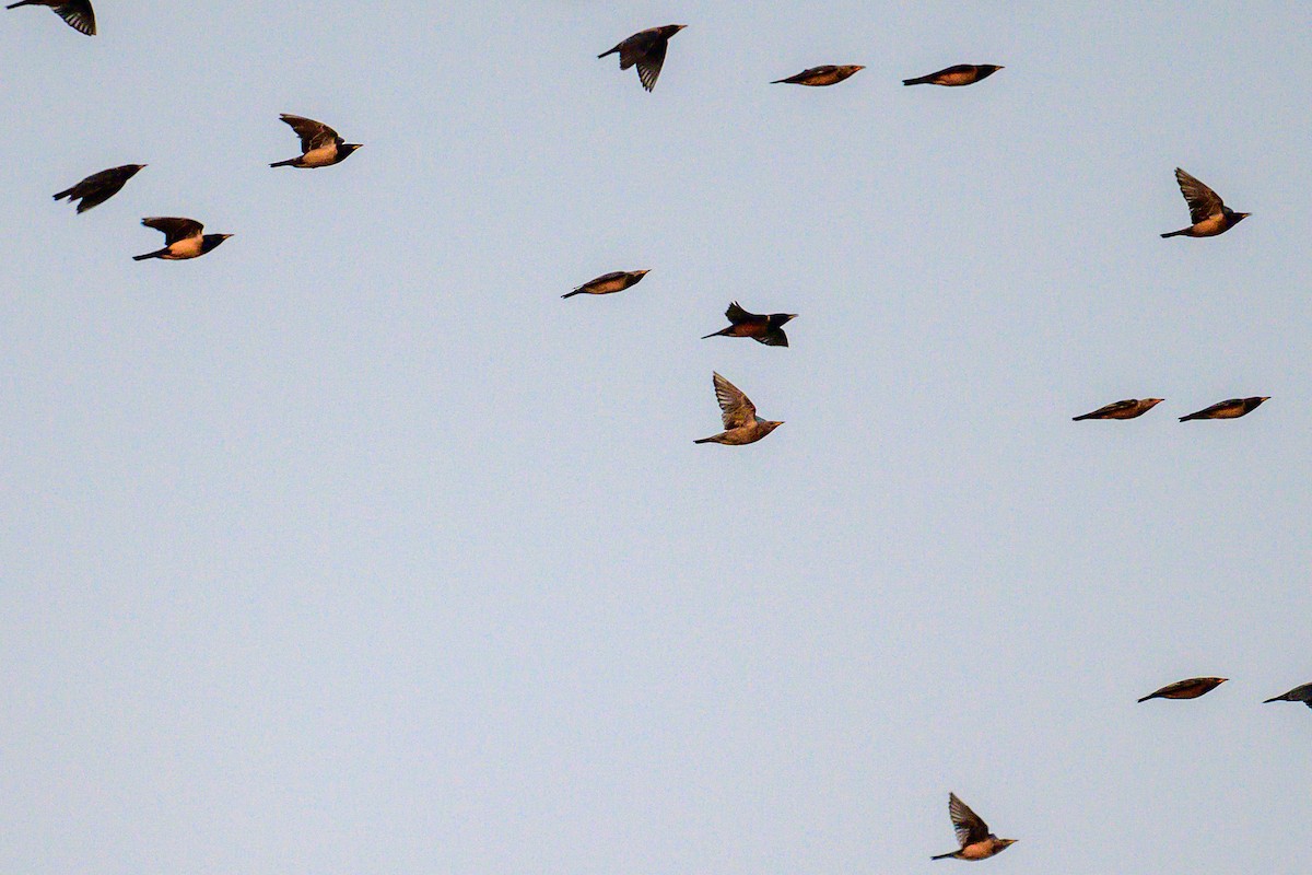 Rosy Starling - ML647012936