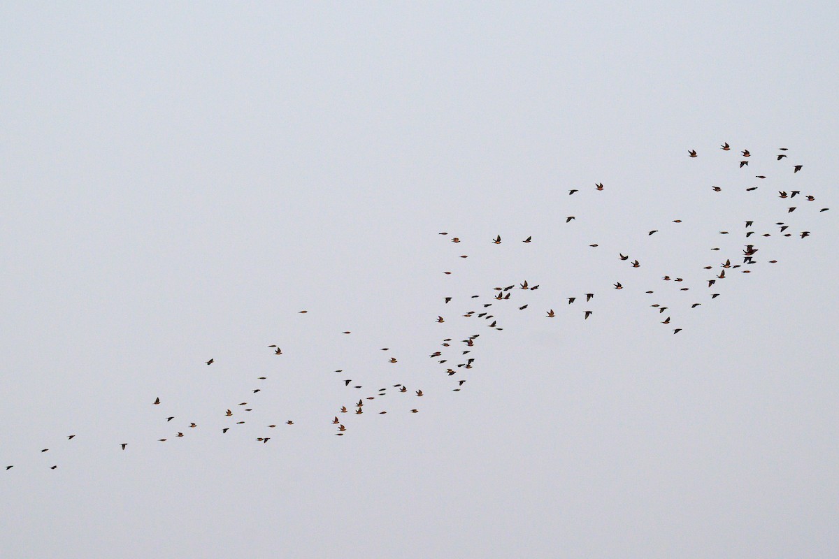 Rosy Starling - ML647012937