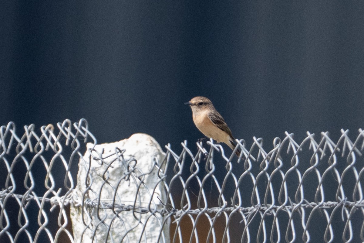 Saltimpalo siberiano - ML647012939