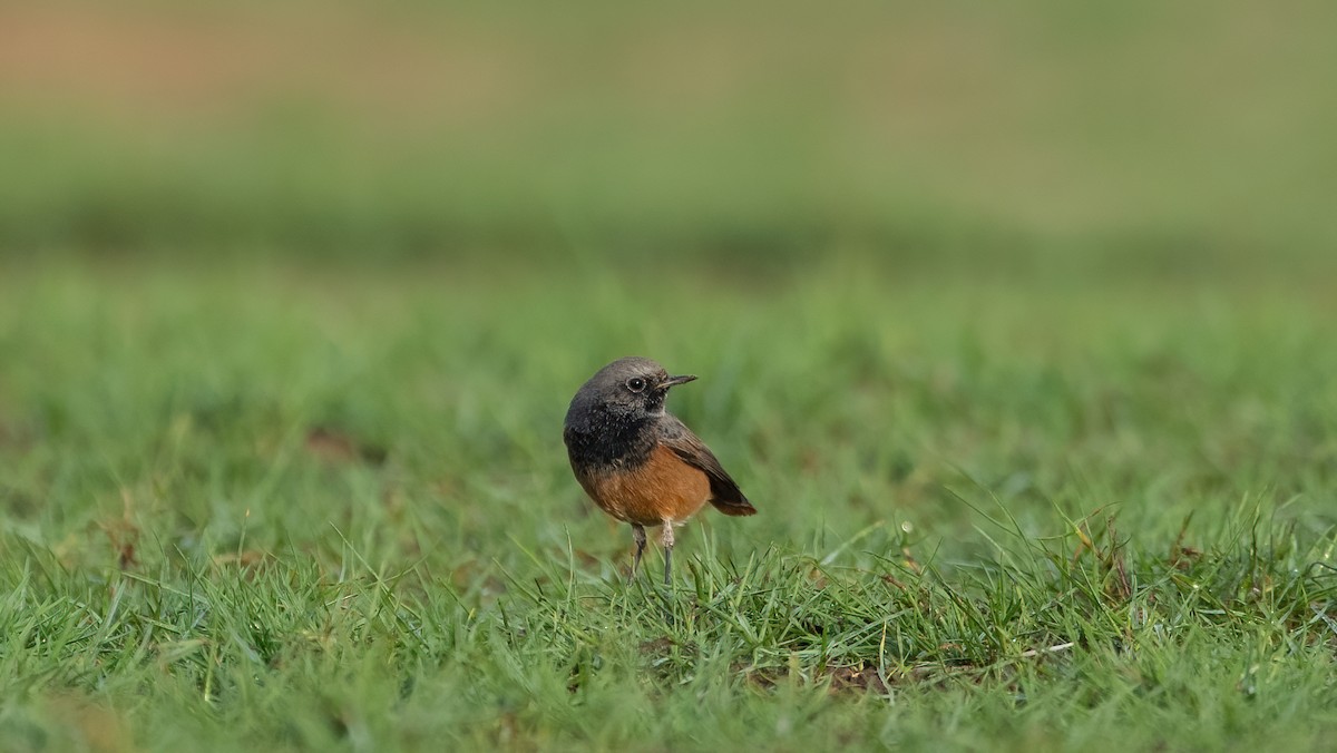 赭紅尾鴝 - ML647012941