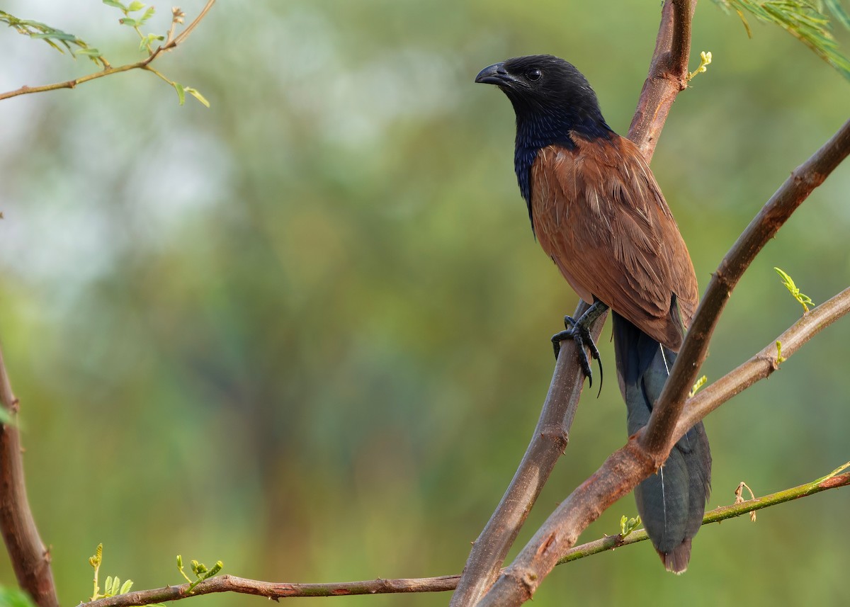 Коукал малий - ML647012977