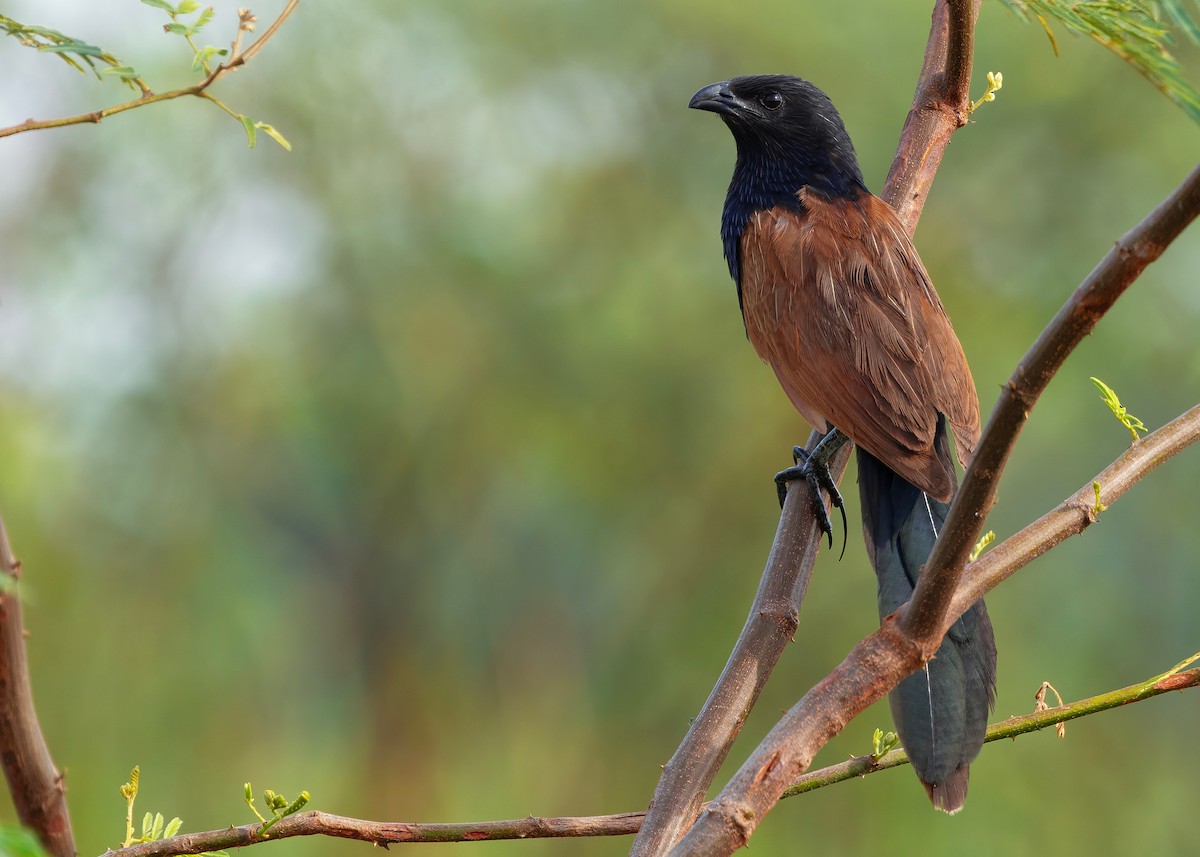 Lesser Coucal - ML647012978