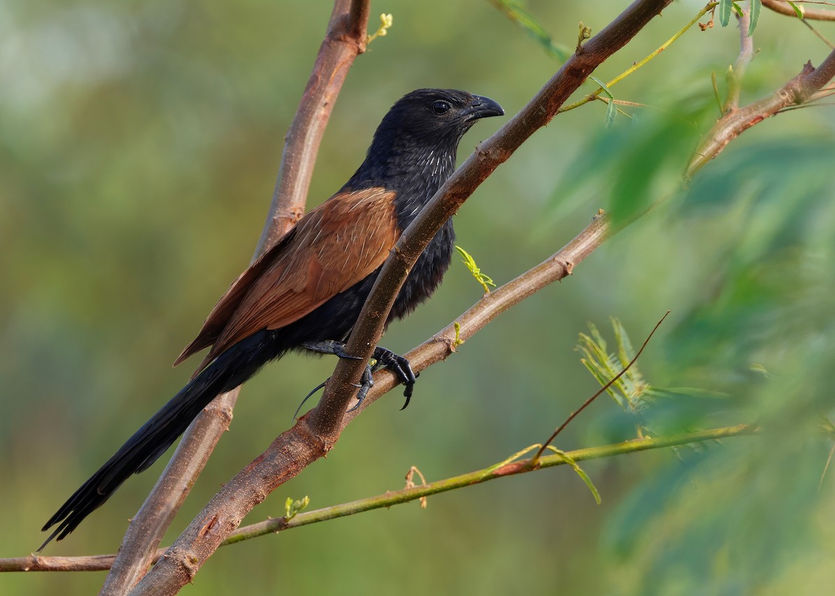 Lesser Coucal - ML647012979