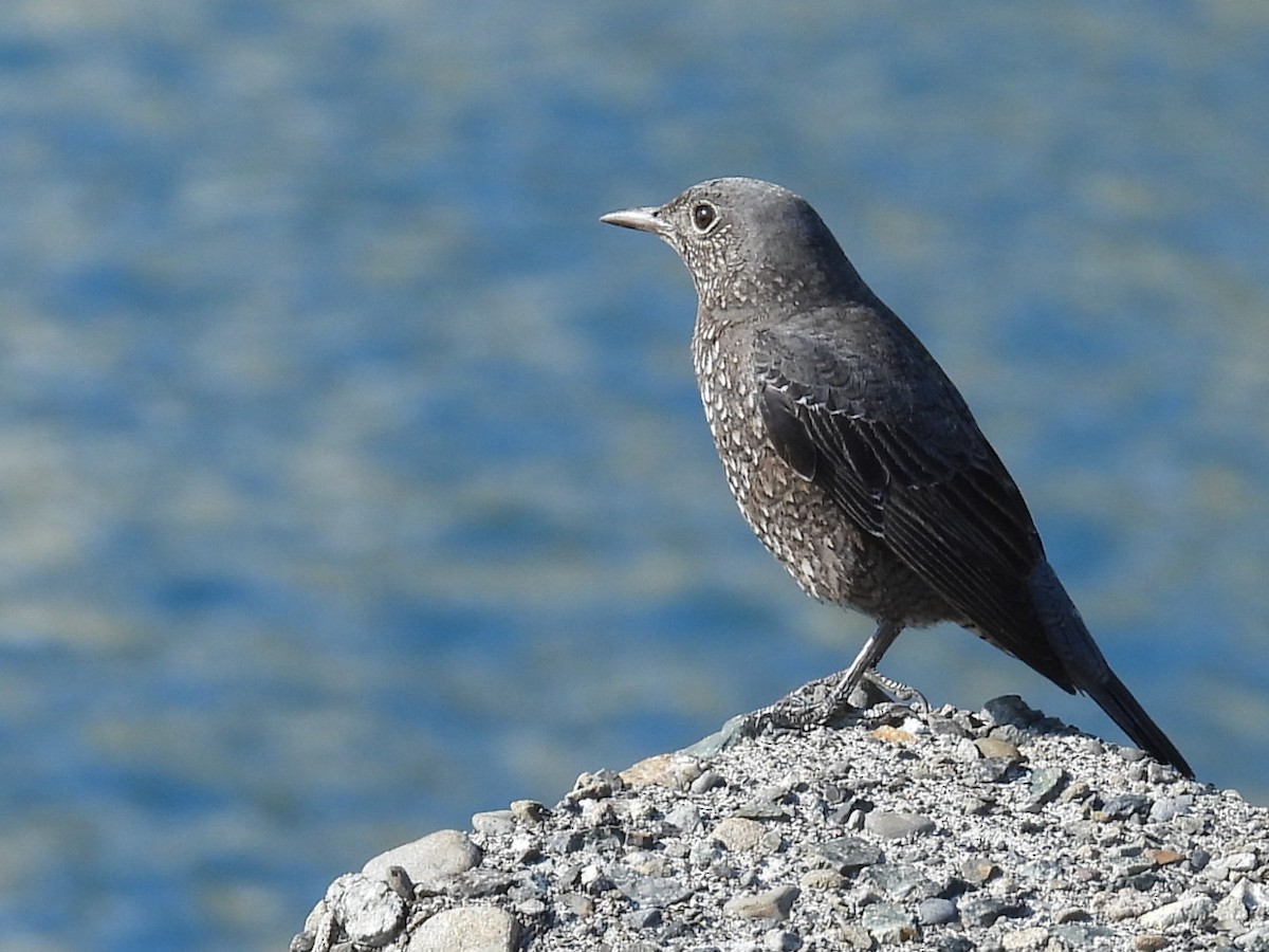 Blue Rock-Thrush - ML647012983