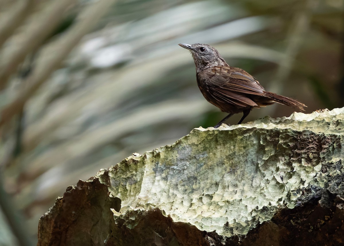 Variable Limestone Babbler - ML647012984