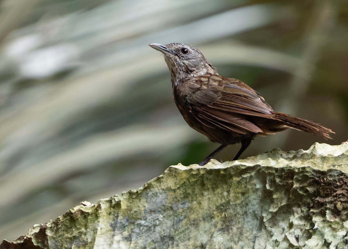 Variable Limestone Babbler - ML647012985