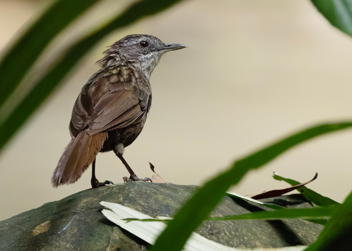Variable Limestone Babbler - ML647012986
