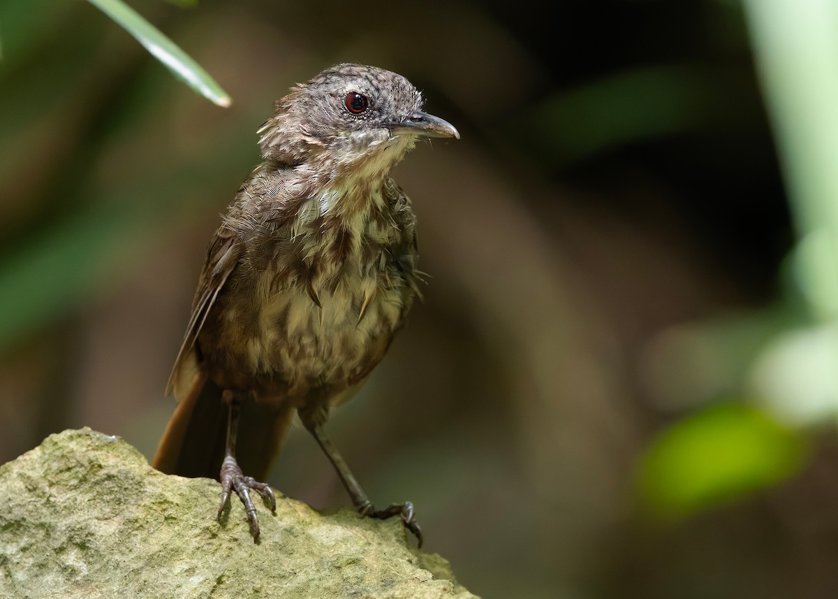 Variable Limestone Babbler - ML647012987