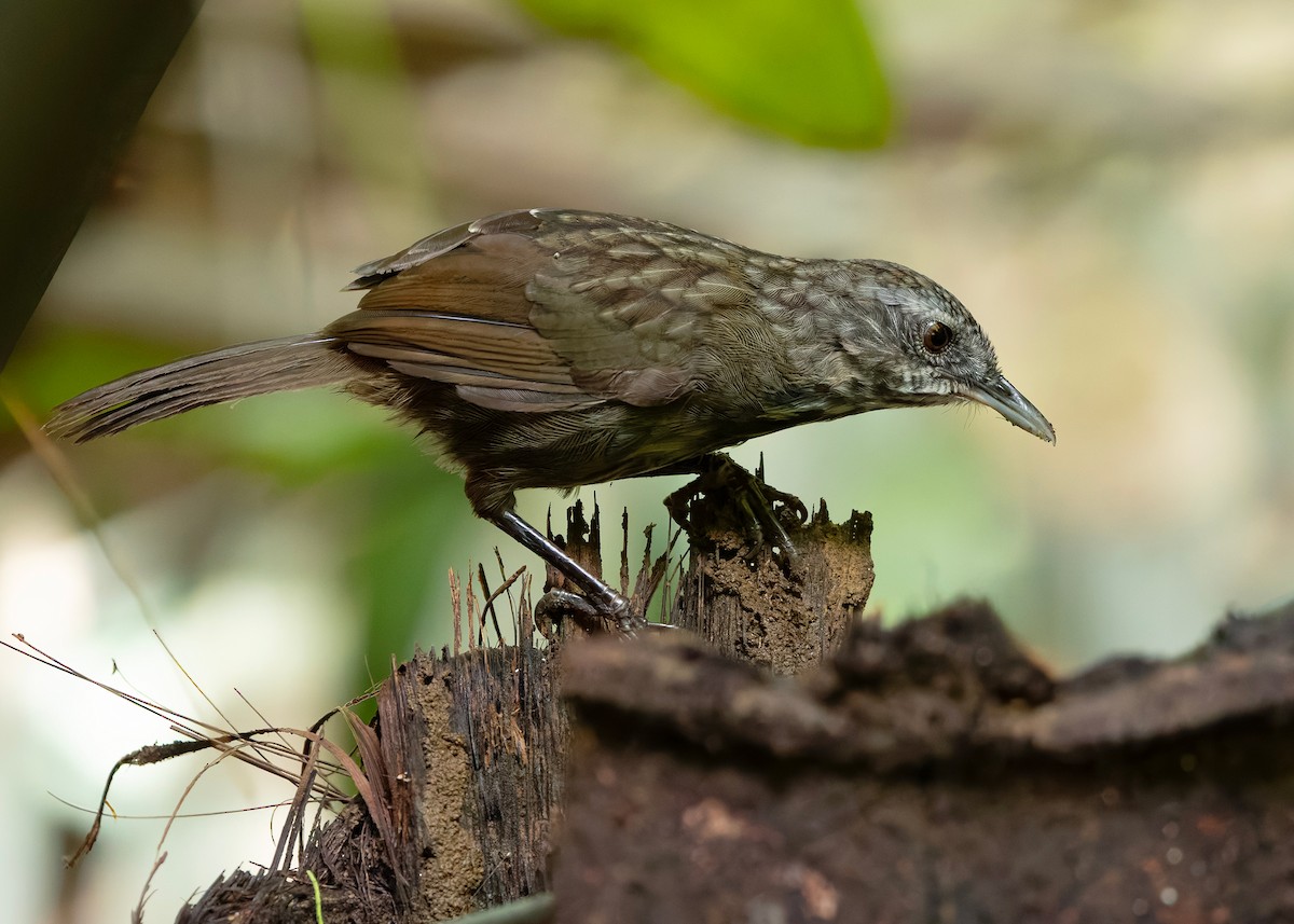 Variable Limestone Babbler - ML647012988