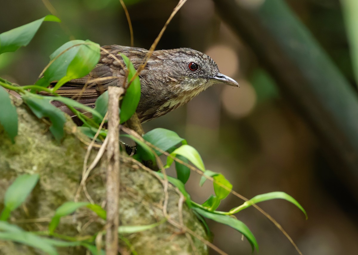 Variable Limestone Babbler - ML647012989
