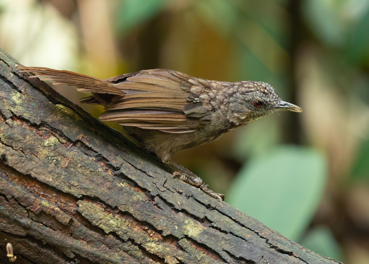 Variable Limestone Babbler - ML647012990